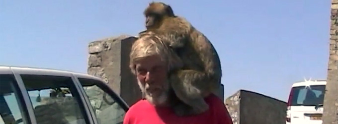 Monkey mountain in Gibraltar