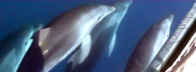 Dolphin show outside Barcelona